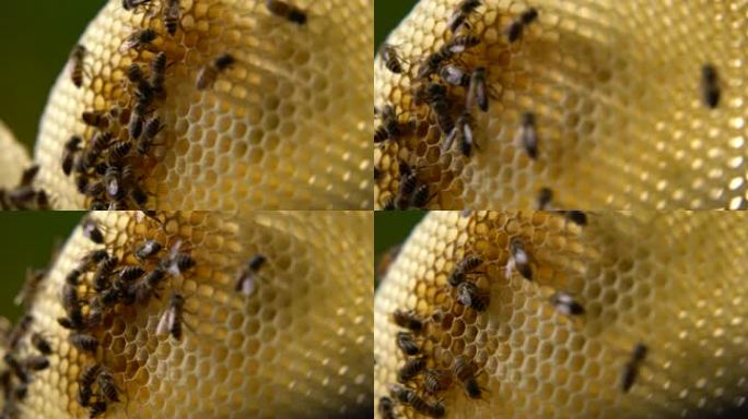 蜜蜂 蜂巢 08