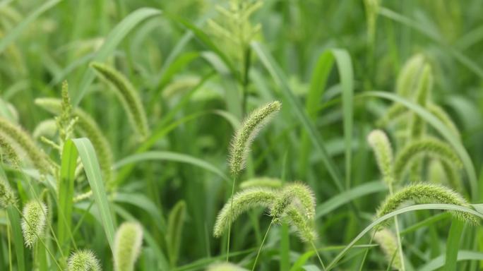 大山里的青青小草、小溪、野花、中国梦石雕