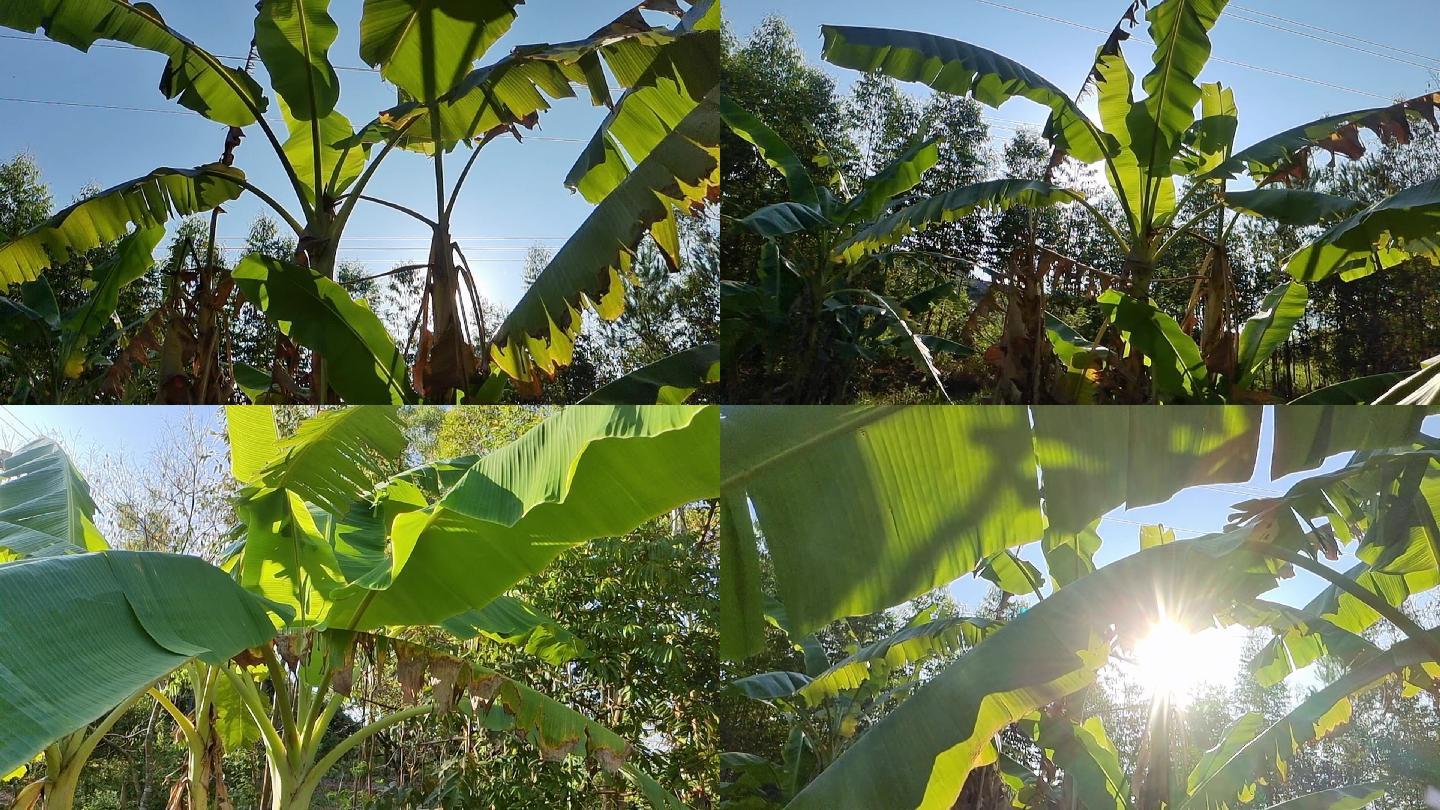 逆光芭蕉树叶芭蕉树叶空镜头生态绿色阳光