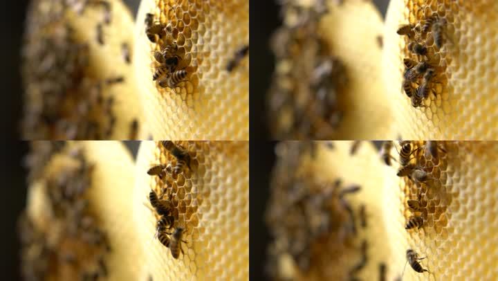 蜜蜂 蜂巢 05