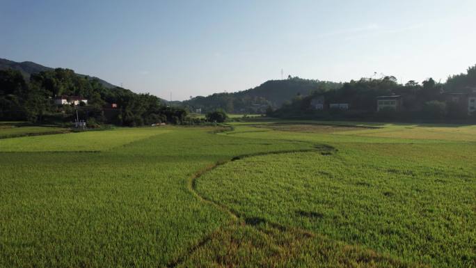 航拍西南地区稻田