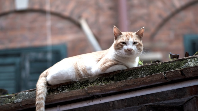 流浪猫 可爱猫咪 野猫