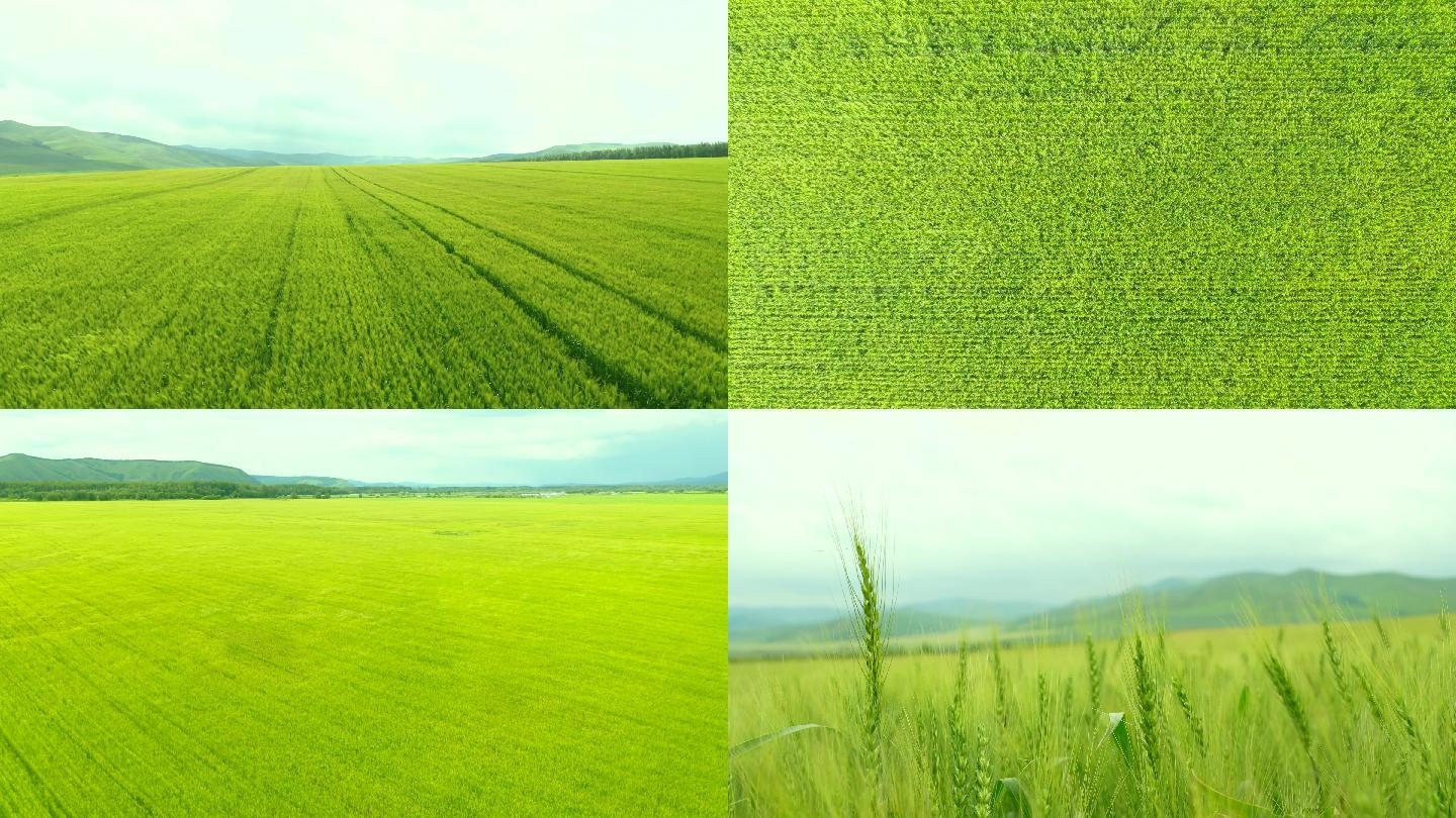 农业麦田小麦丰收视频