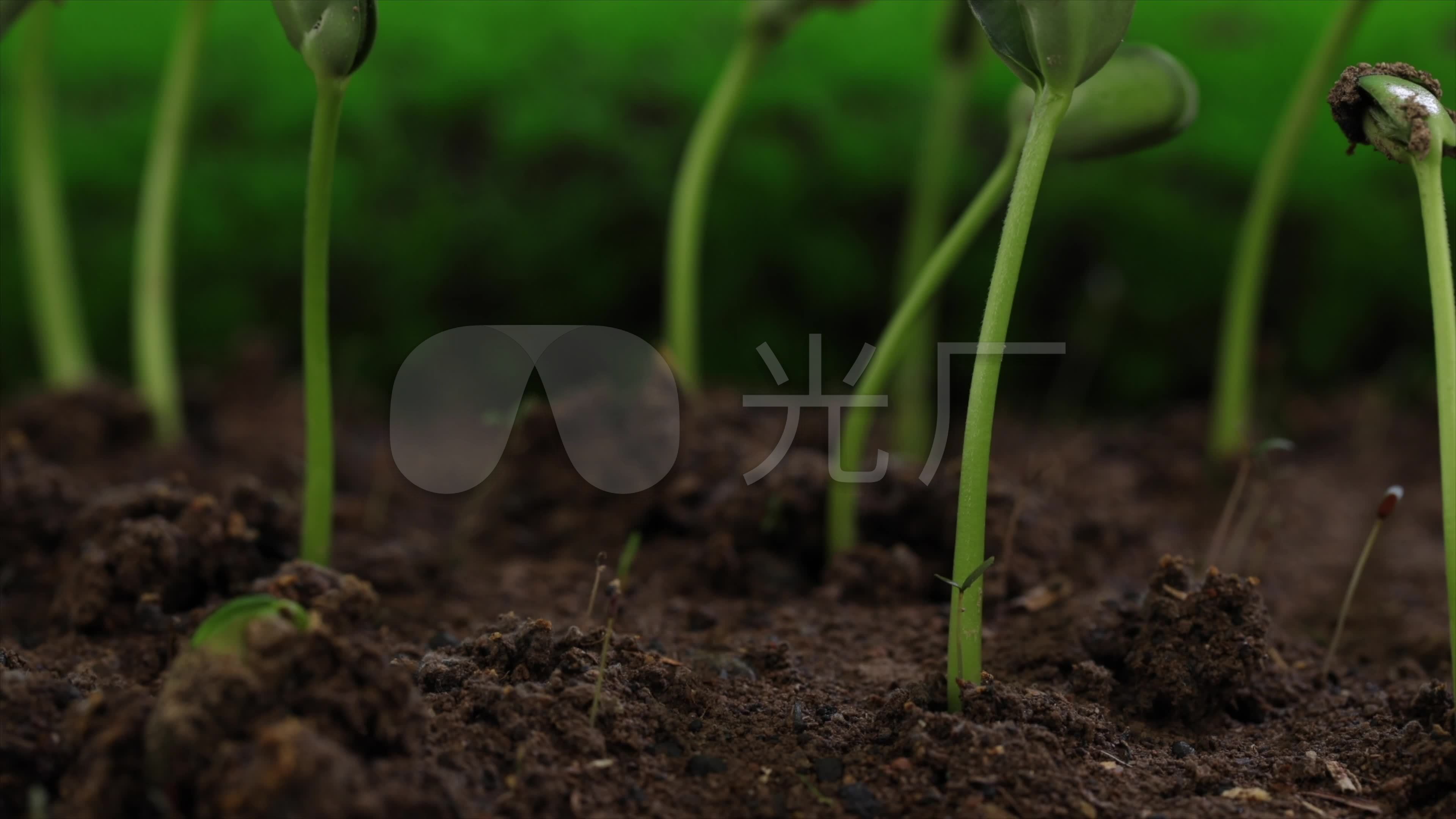 豆芽豆苗摄影图高清摄影大图-千库网