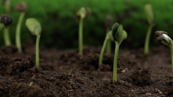 绿色生命种子发芽大豆生长延时
