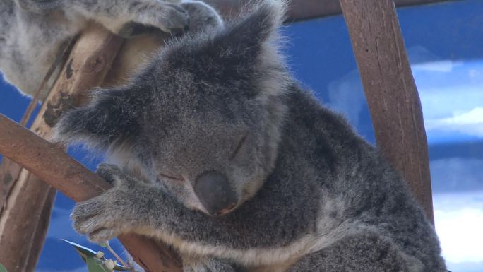 澳大利亚悉尼考拉动物园考拉特写
