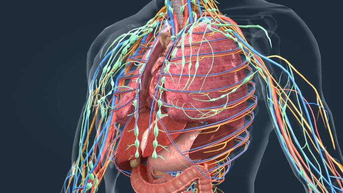 3D医学人体解剖器官肝脏心脏肾脏肺部动画