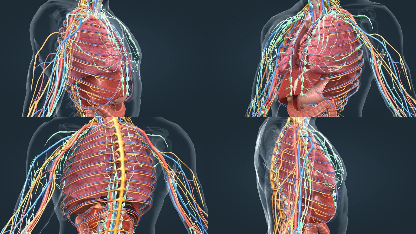 3D医学人体解剖器官肝脏心脏肾脏肺部动画