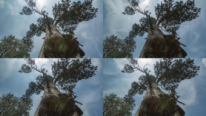 济宁曲阜孟府孟庙的百年大树4k延时镜头