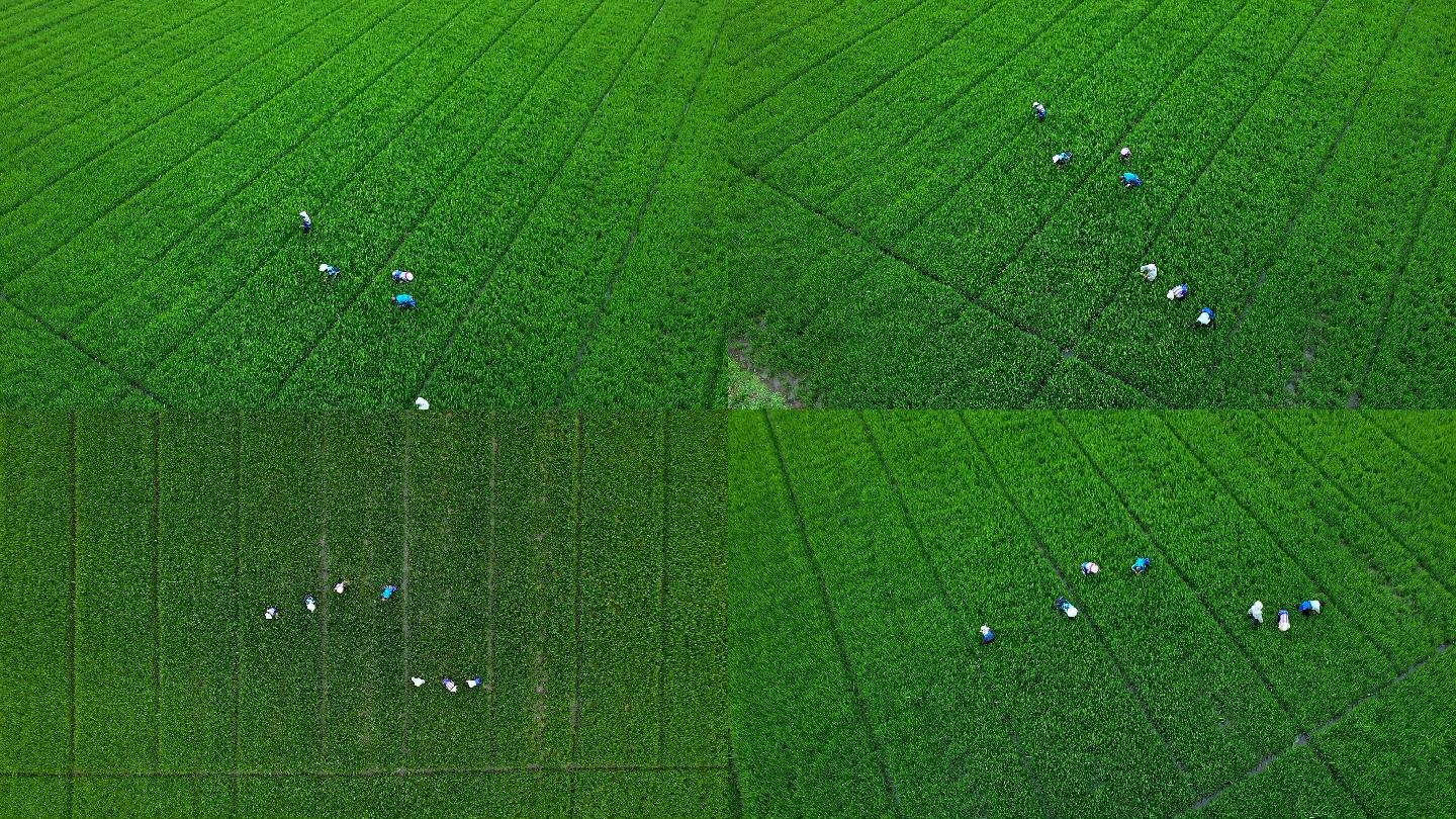 夏天农民在水稻农田里除草工作