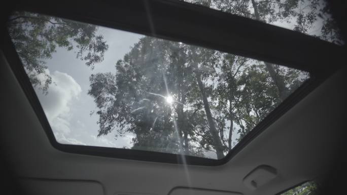 4k竖屏车顶天窗阳光森林热带雨林海南树梢