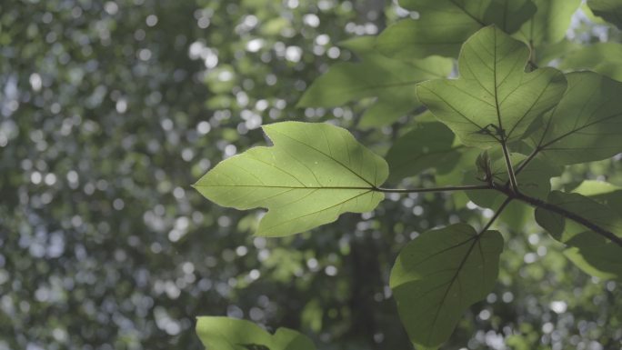 4k竖屏芭蕉竹子森林热带雨林海南植物