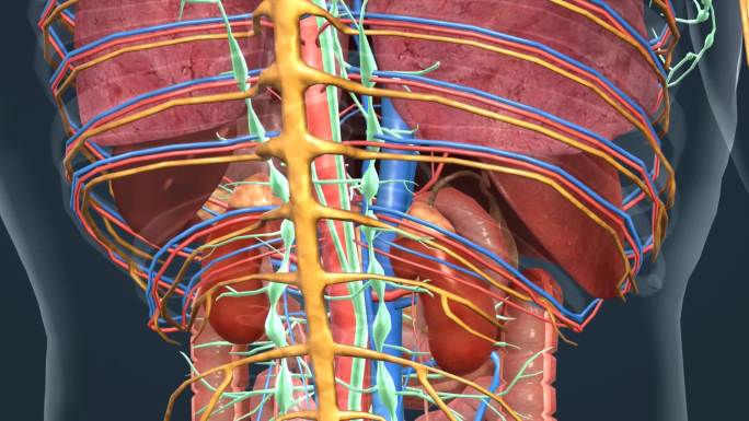 医学人体解剖肝胆肠胃肾脏肺部三维动画