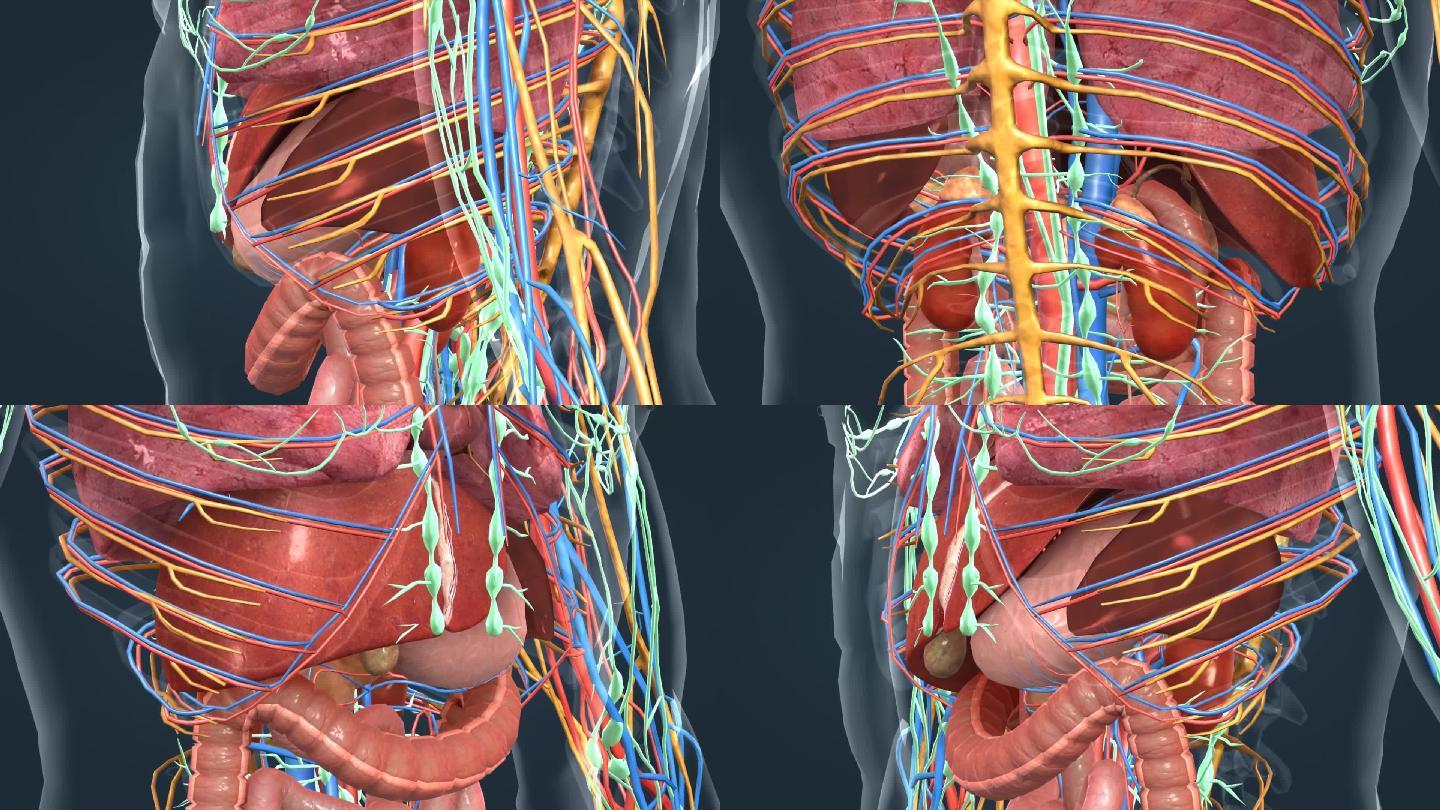 医学人体解剖肝胆肠胃肾脏肺部三维动画