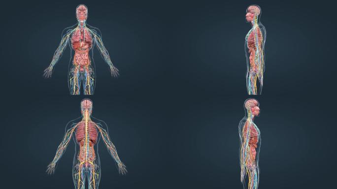 医学人体解剖大脑器官三维动画