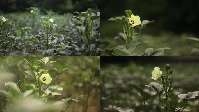 黄秋葵花