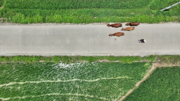 乡村公路上暮归的牛群和两旁绿色的稻田