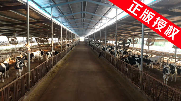 奶牛养殖场 奶牛养殖厂 已实名验证