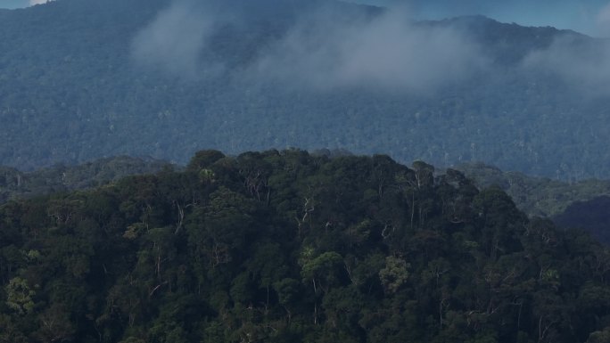 4k热带雨林海南亚热带森林丛林五指山航拍