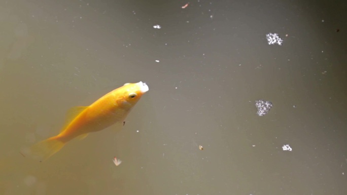 脏水里的金鱼。