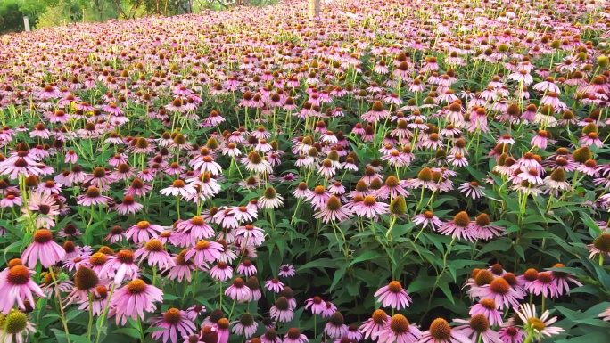 延安西北川公园盛开的菊花