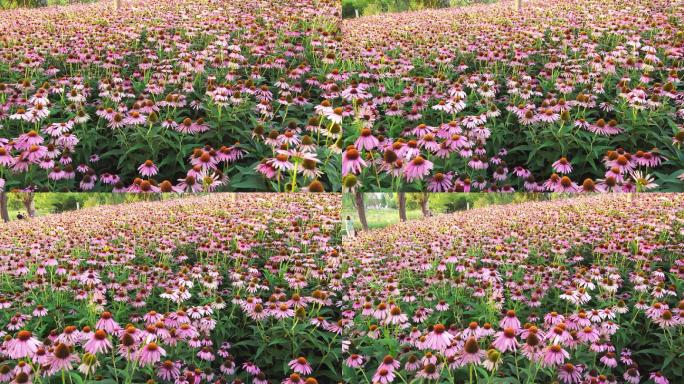 延安西北川公园盛开的菊花