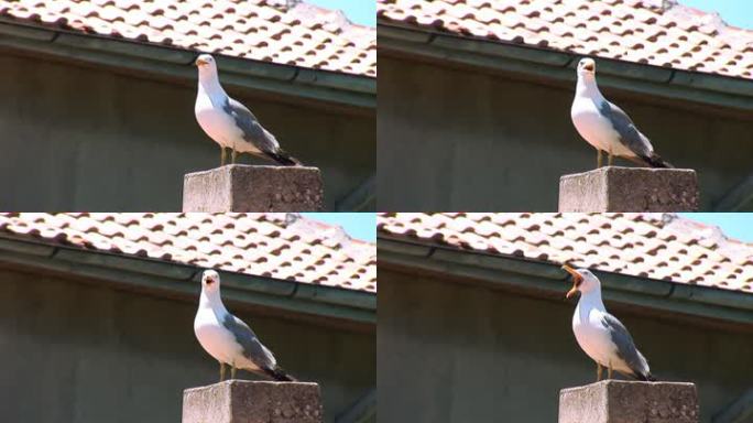 屋顶上的海鸥