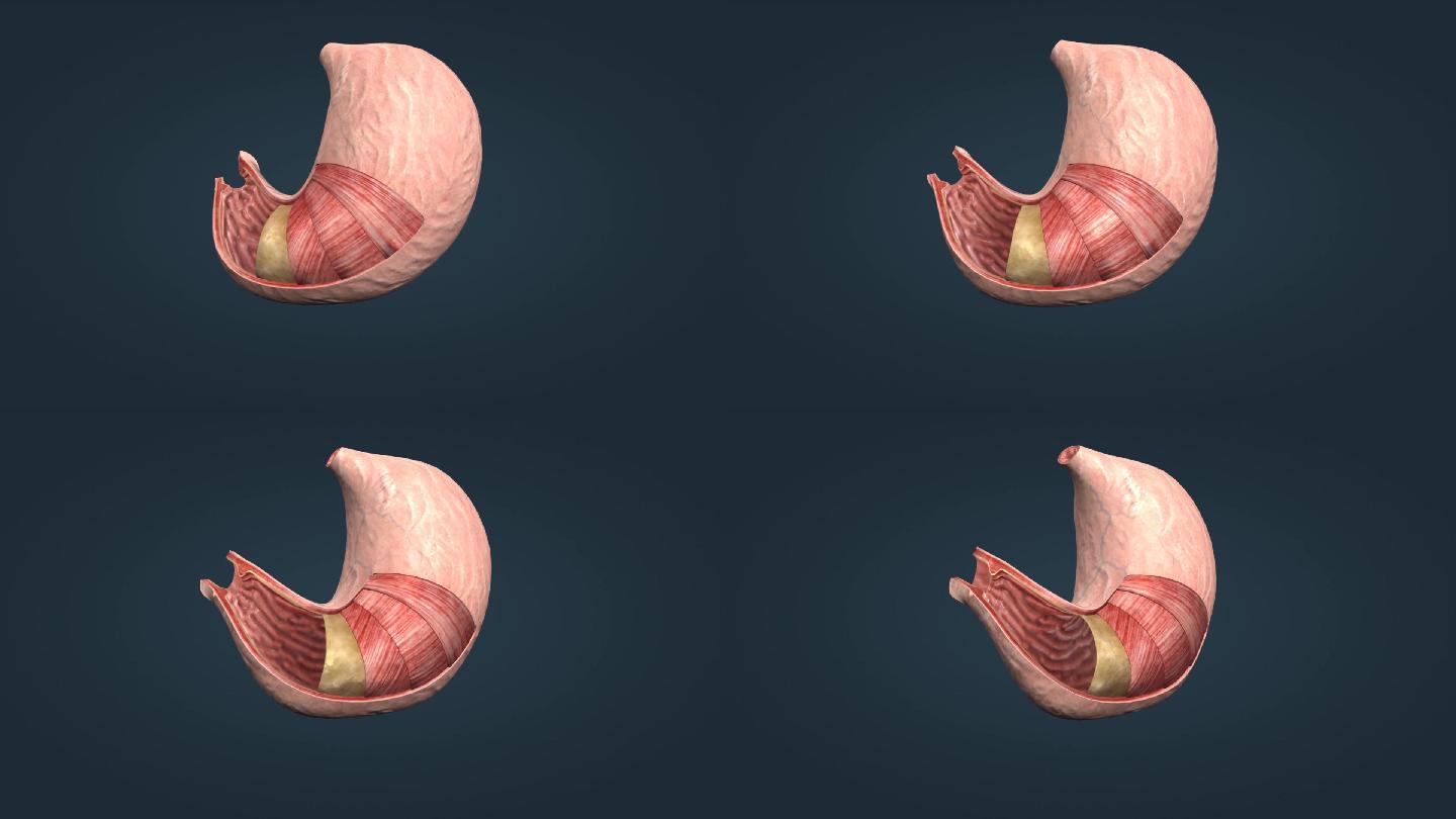 贲门幽门浆胃襞膜黏膜环形纵形斜形平滑肌层