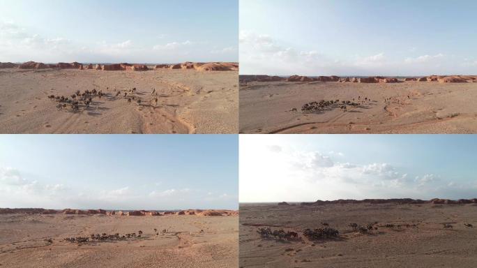 丹霞地貌中的骆驼群