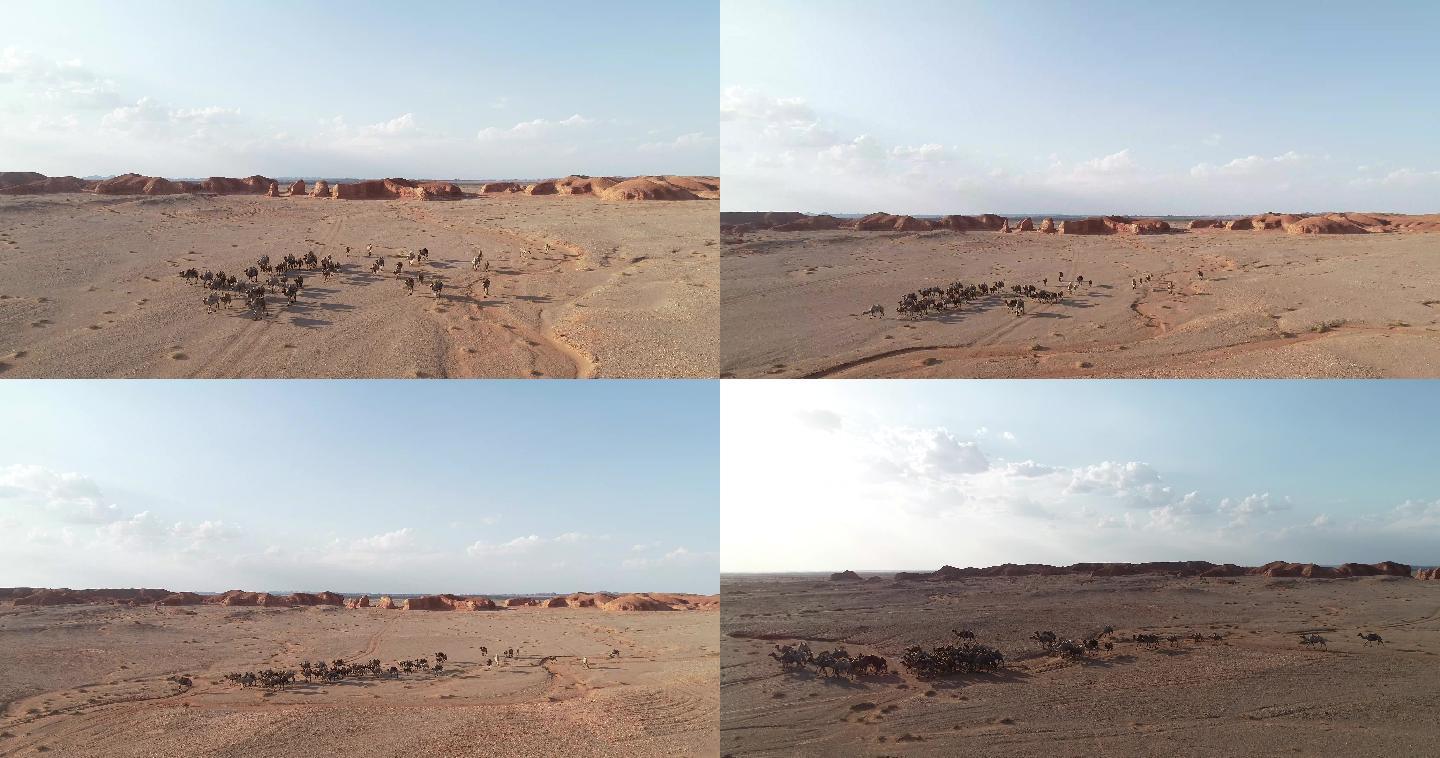 丹霞地貌中的骆驼群
