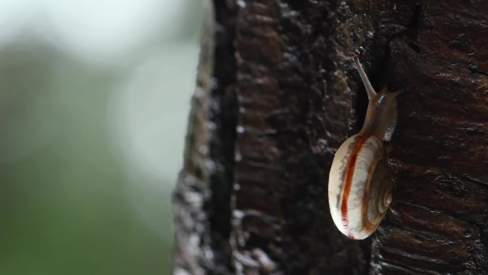 雨后蜗牛奋力向上励志爬行