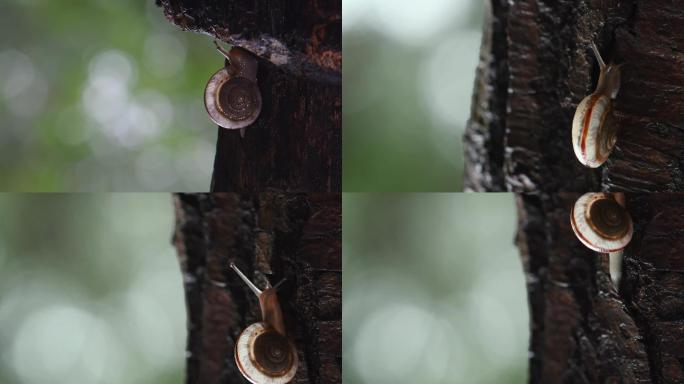 雨后蜗牛奋力向上励志爬行