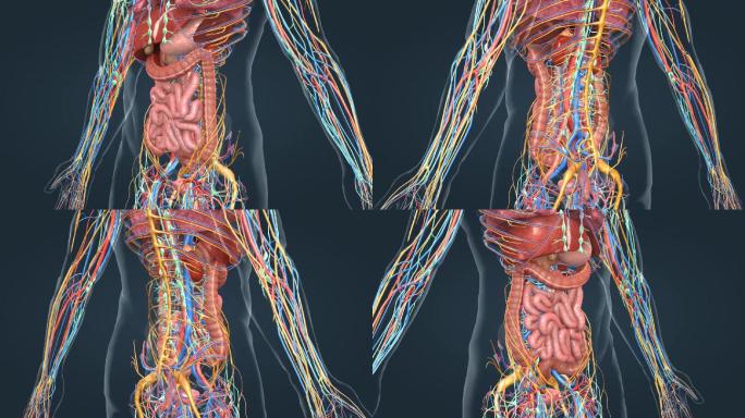人体解剖器官消化系统上消化道肠胃三维动画
