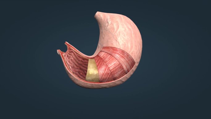 胃消化器官食道贲门幽门胃脘食管胃区动画