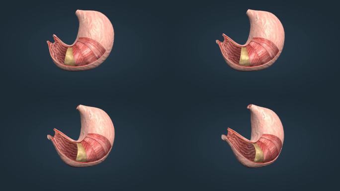 胃消化器官食道贲门幽门胃脘食管胃区动画