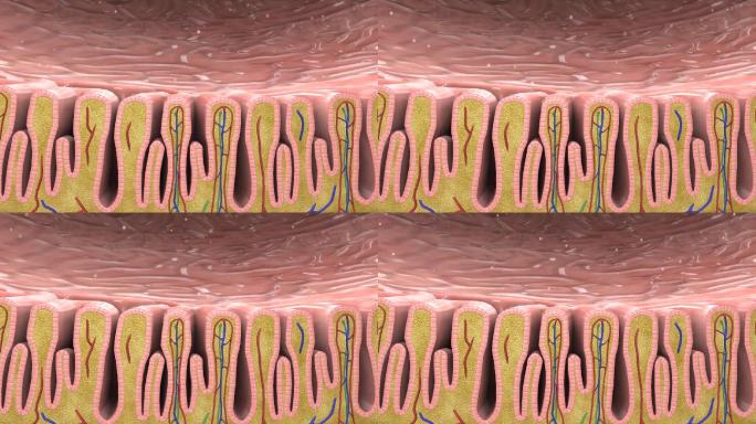 皱襞结缔组织黏膜浆膜胃酸产生胃蛋白酶原胃