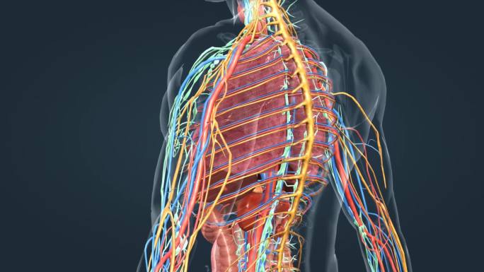 人体器官肺部肝脏肠道三维医学特效动画