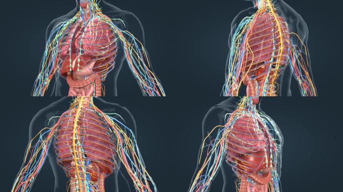 人体器官肺部肝脏肠道三维医学特效动画