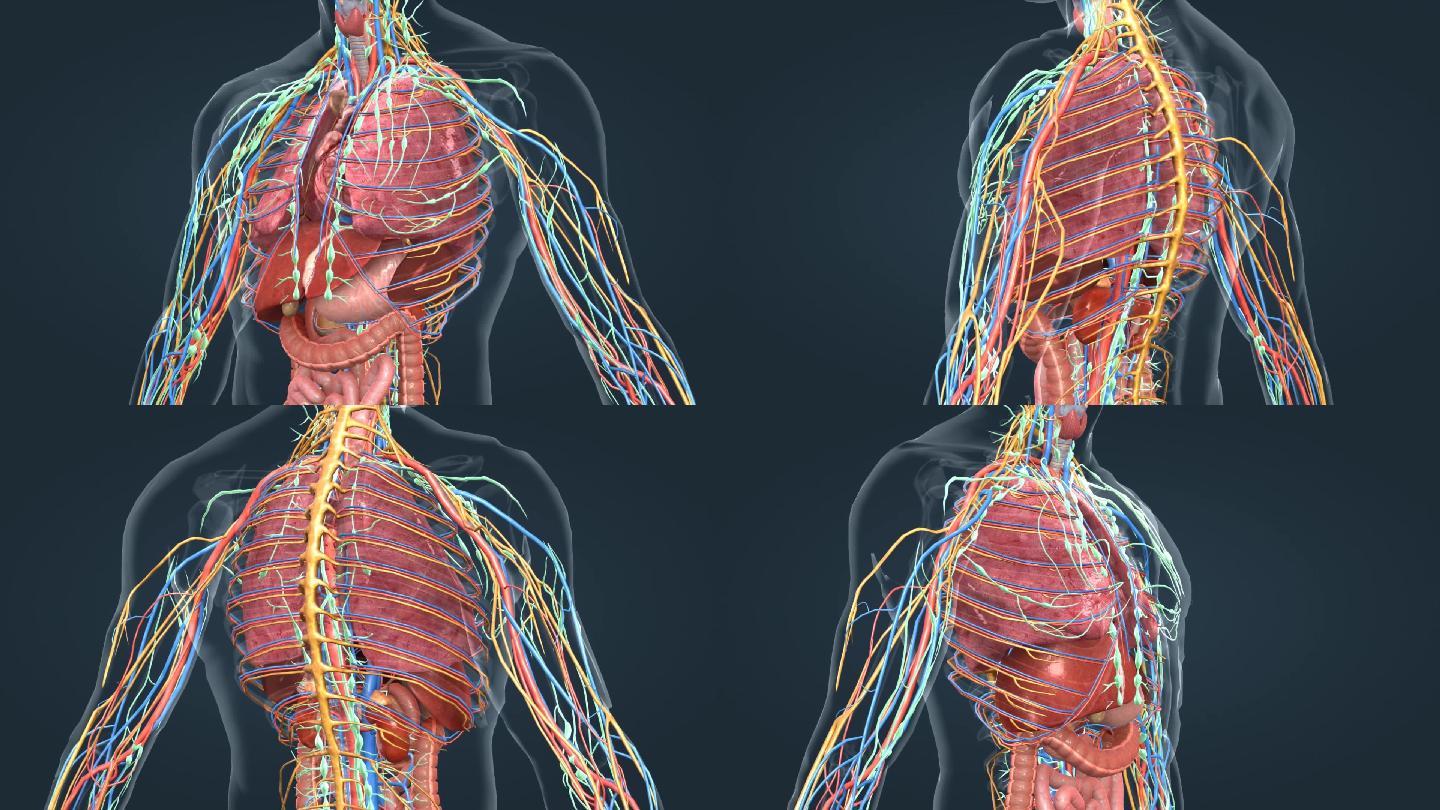 人体器官肺部肝脏肠道三维医学特效动画
