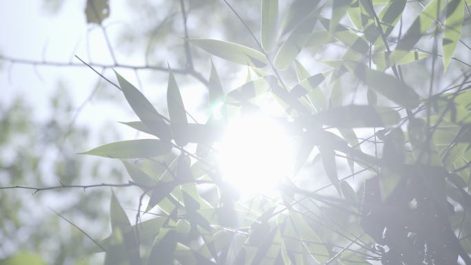 4k竖屏芭蕉竹子森林热带雨林海南植物