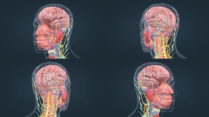 3D医学人体器官大脑神经三维动画