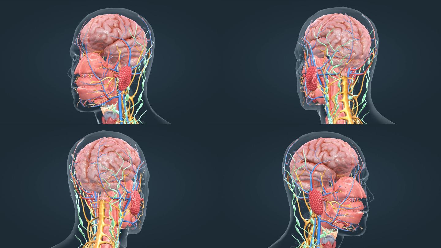 3D医学人体器官大脑神经三维动画