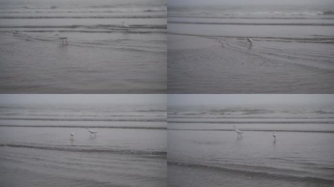 海边丹顶鹤海鸥海鸟自然生态雾天阴雨天大海