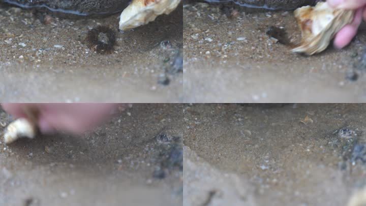 海边赶海挖海鲜贝壳
