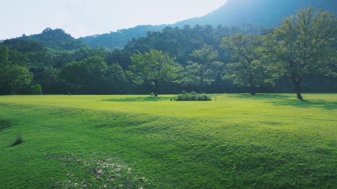 5K湿地森林草地阳光