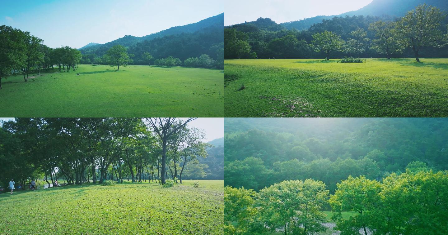 5K湿地森林草地阳光