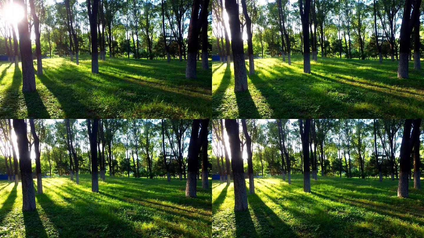 清新自然清晨树林光线变化光影交错清新树荫
