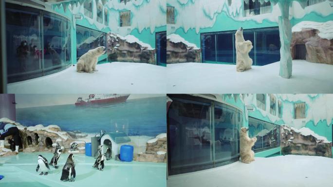 4K可爱南极企鹅北极熊极地馆海洋动物世界