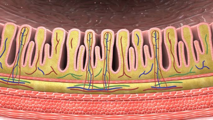 胃解剖胃襞胃小凹胃区胃襞三维动画