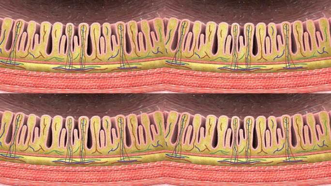 胃解剖胃襞胃小凹胃区胃襞三维动画